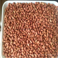 Peanut Kernel Price for 25kg/Vacuum Bag